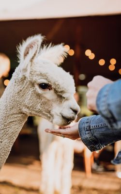 alpaca uit hand