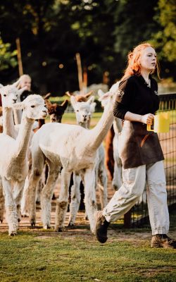 anouk alpaca's